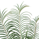 Areca Palm Tree in Pot 180 cm