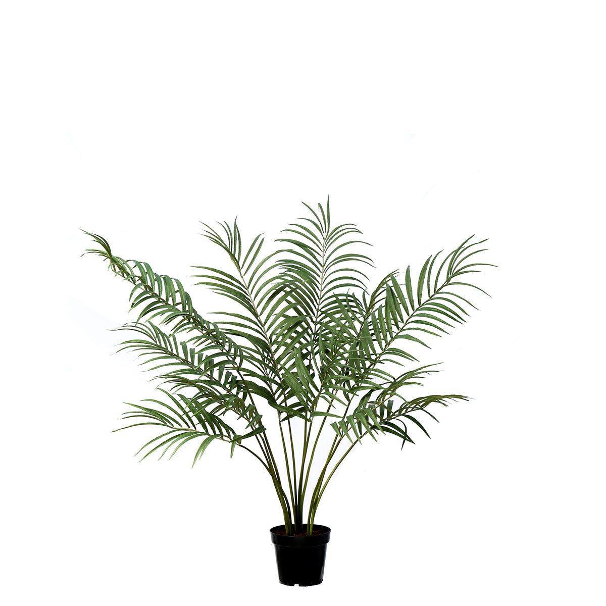 Palma Areca in vaso 120 cm