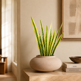 Feuilles de Sansevieria