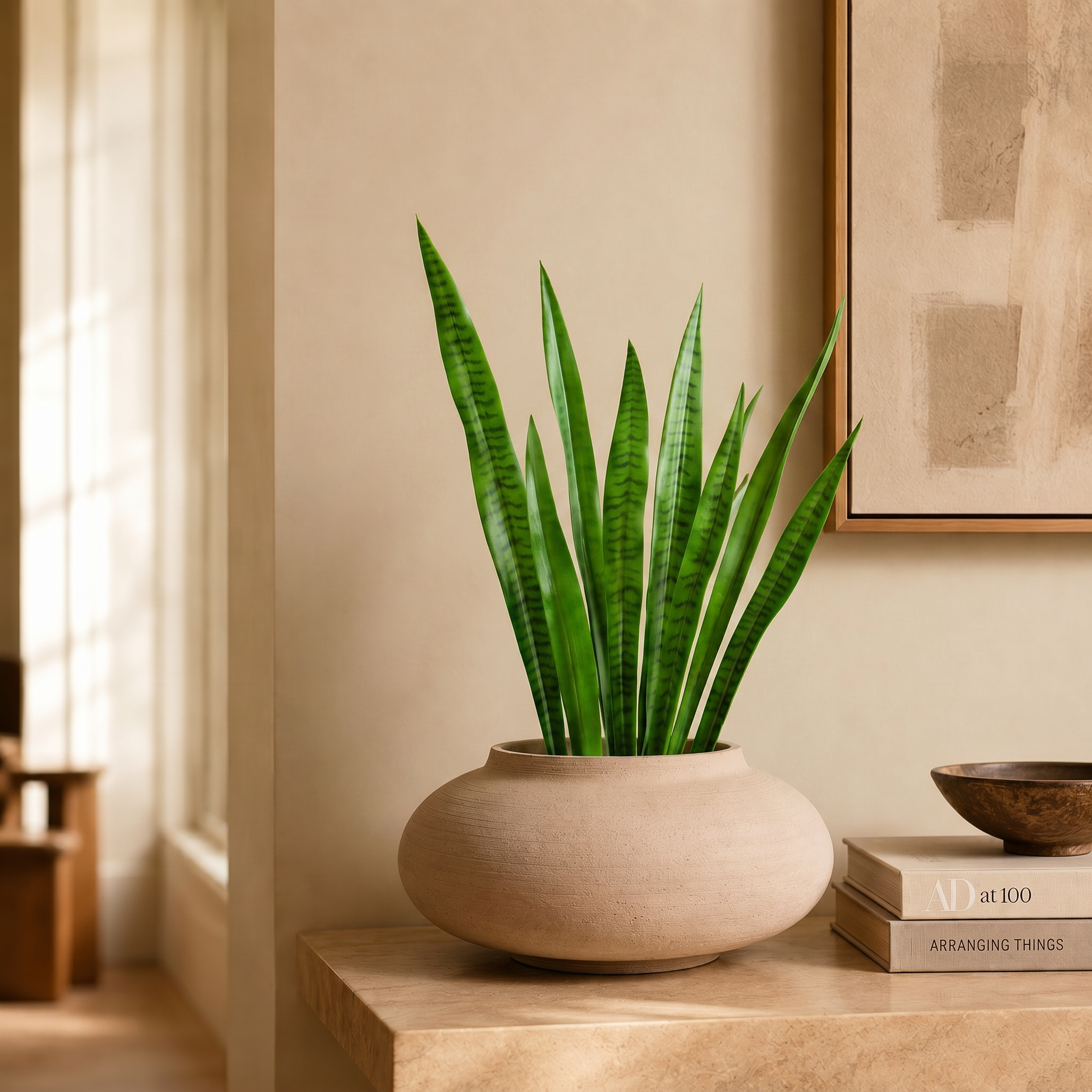 Feuilles de Sansevieria