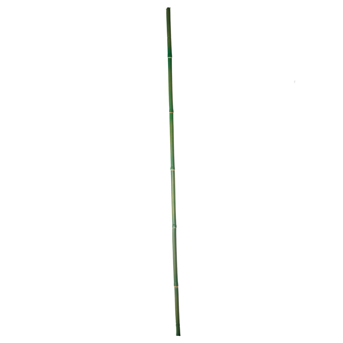 Branche de bambou