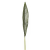 Hoja de aspidistra helada