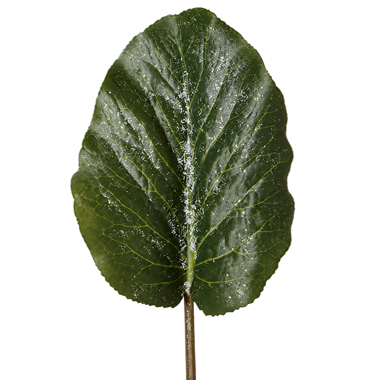 Foglia di hosta glassata