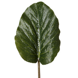 Foglia di hosta glassata