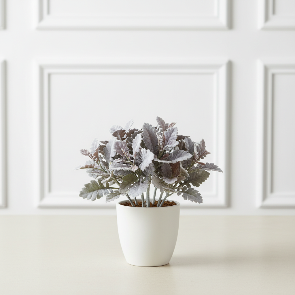 Dusty Miller h30