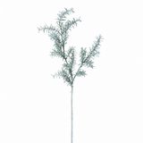 Ramo di Sedum smerigliato H76