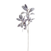 Lamb's Ear Foliage