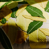 Housse de Coussin Fresh