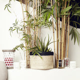 Small Format Xmas Trees Lantern