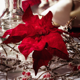 Clip Bacche e Stella di Natale NOEL