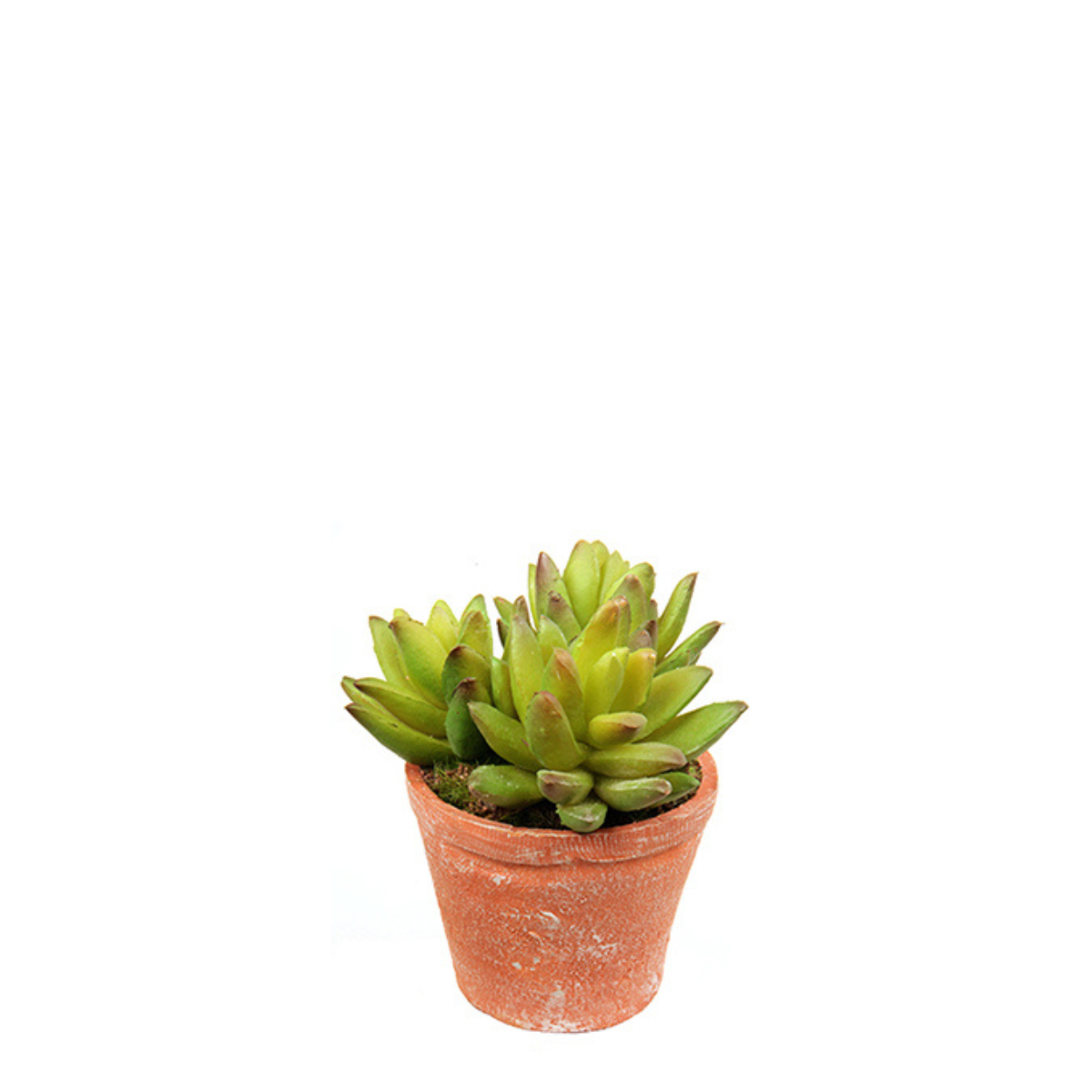 Succulente en pot en argile