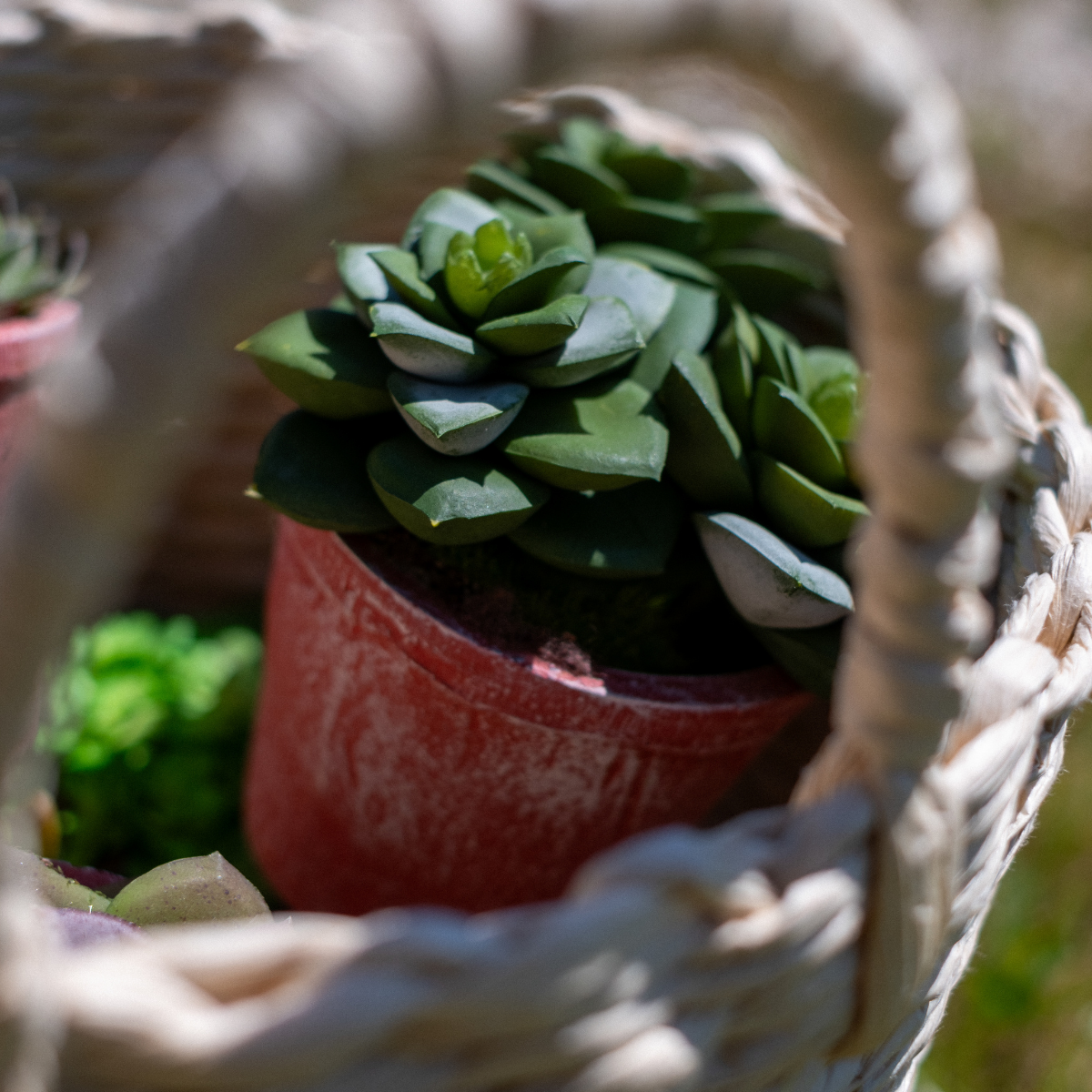 Succulente en pot en argile