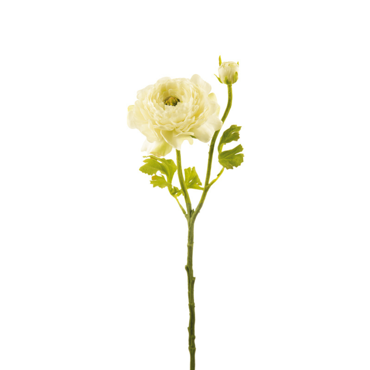 Ranunculus Nora tallo abierto
