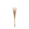 Pampa Bouquet 7 stems 50 cm