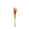 Pampa Bouquet 7 stems 50 cm