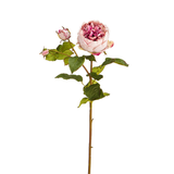 Rose David stelo chiuso