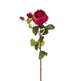 Rose David stelo chiuso