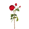 Rose David stelo chiuso