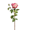 Rose David stelo chiuso