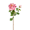 Gambo aperto di Rose David