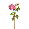 Rose David stelo chiuso