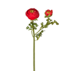 Buttercup Stem