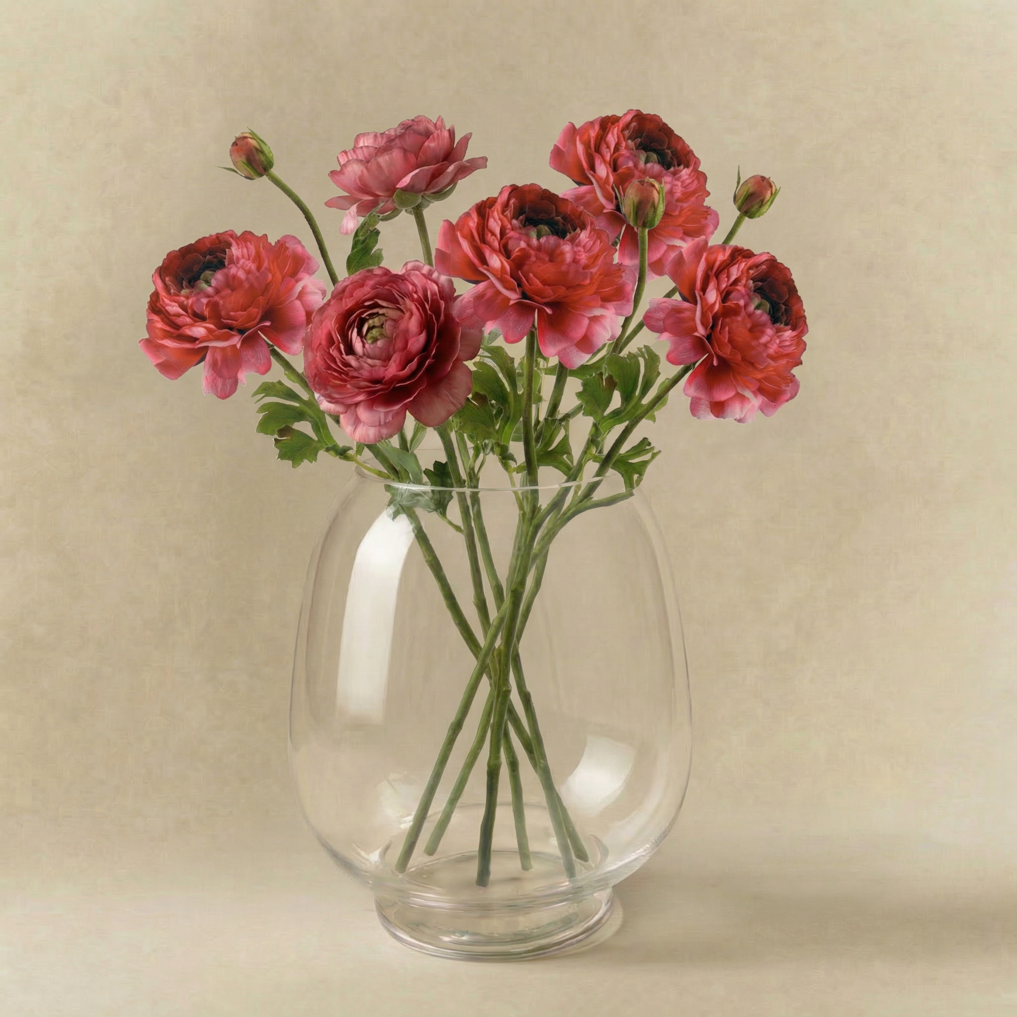Ranunculus Nora tallo abierto