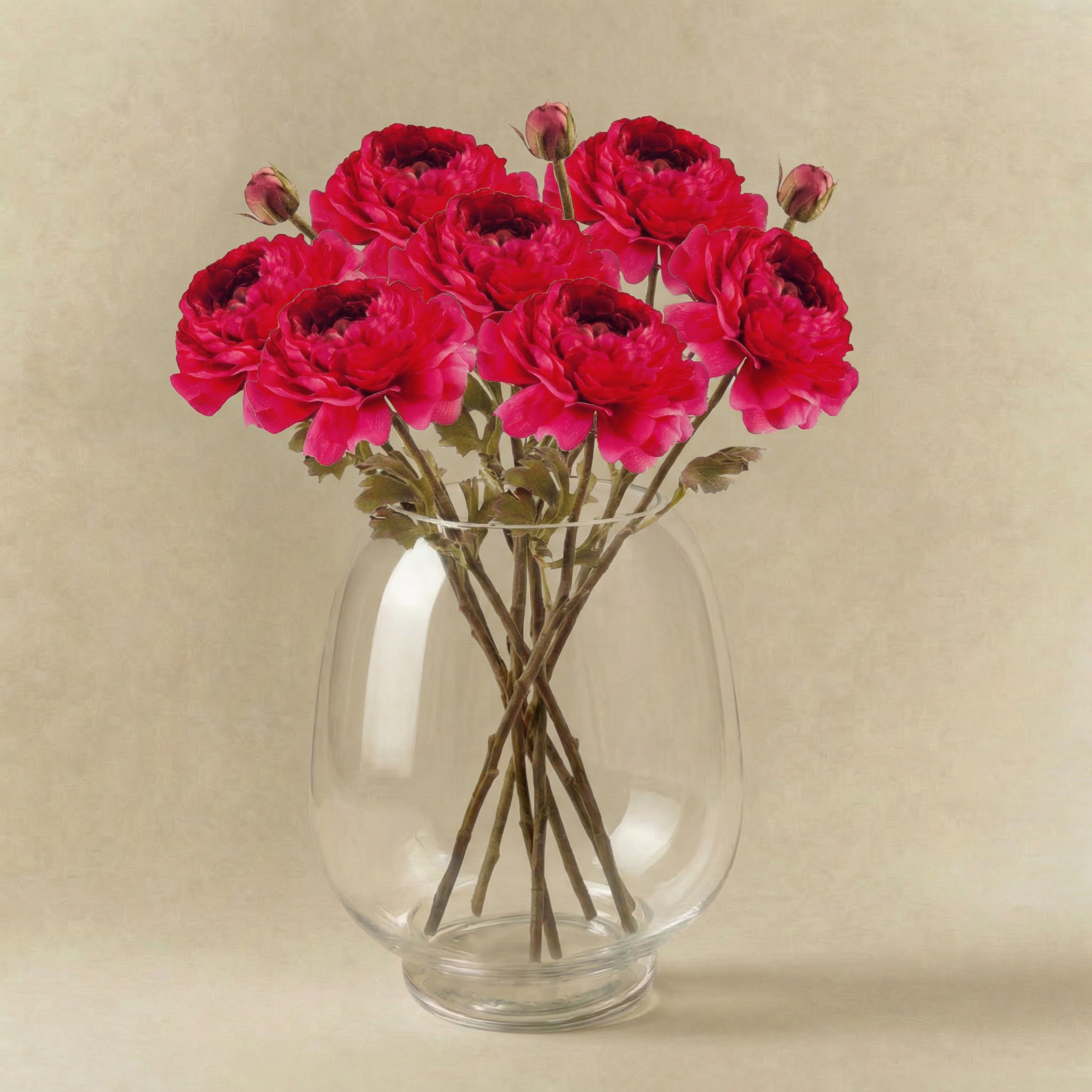 Ranunculus Nora tallo abierto
