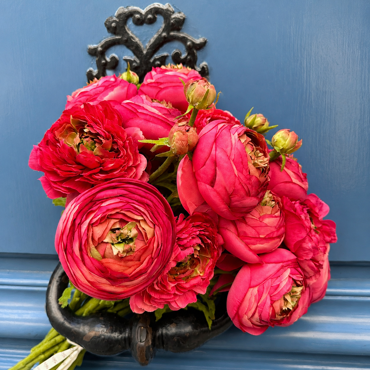 Tallo Ranunculus Nora Cerrado