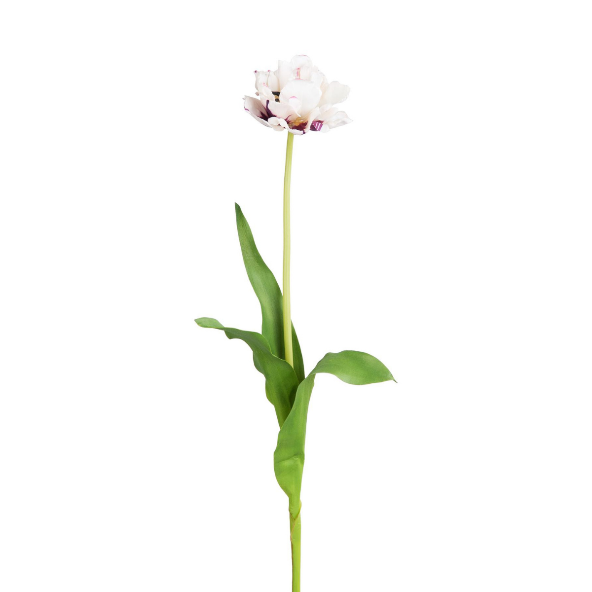 Tallo de tulipán doble
