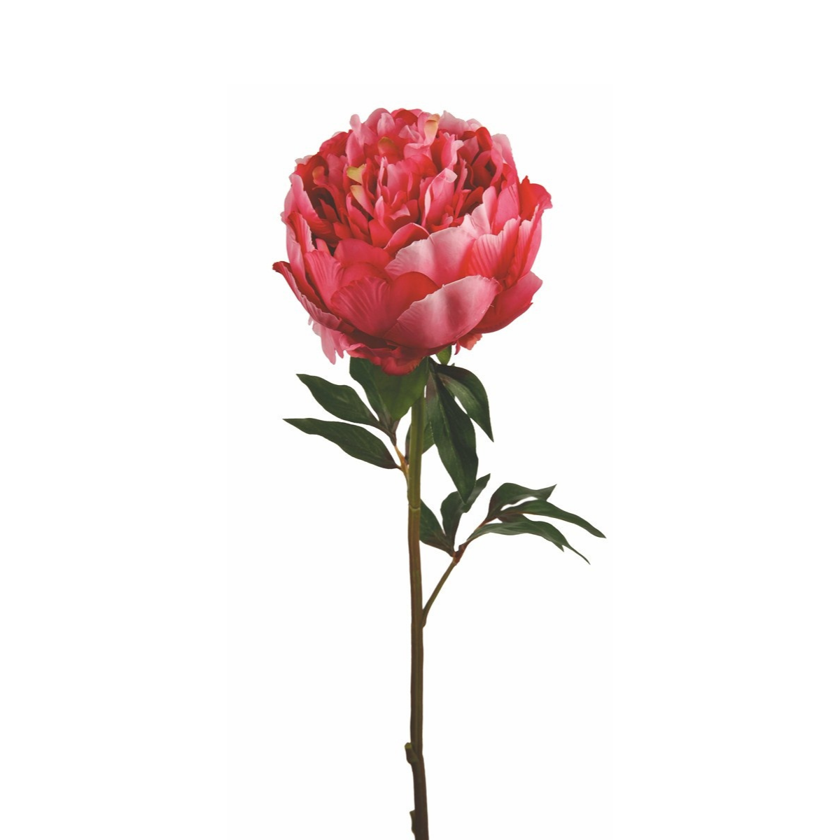 Tige de Pivoine fermée Paloma