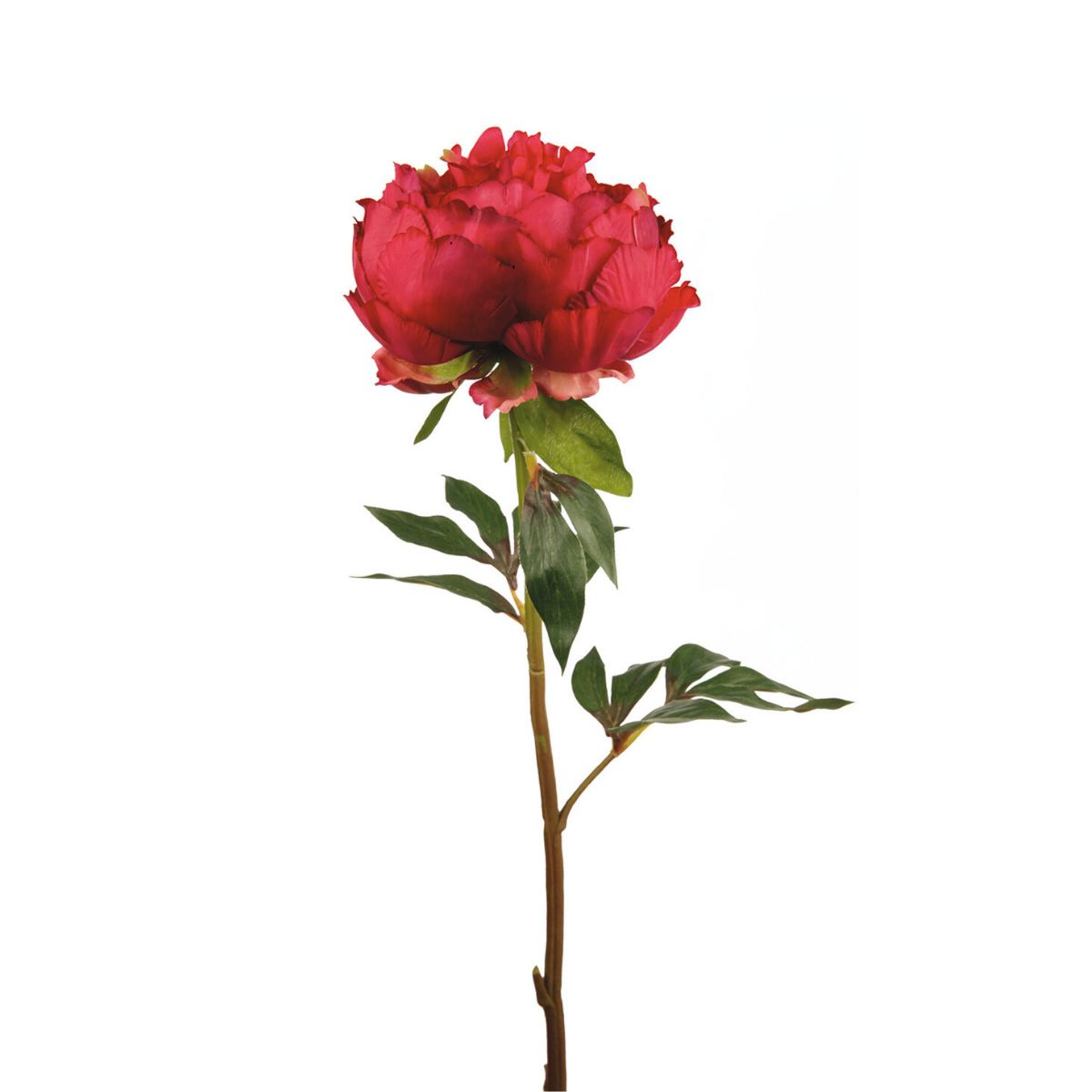 Tige de Pivoine fermée Paloma