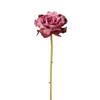 Apri il gambo della rosa Leslie
