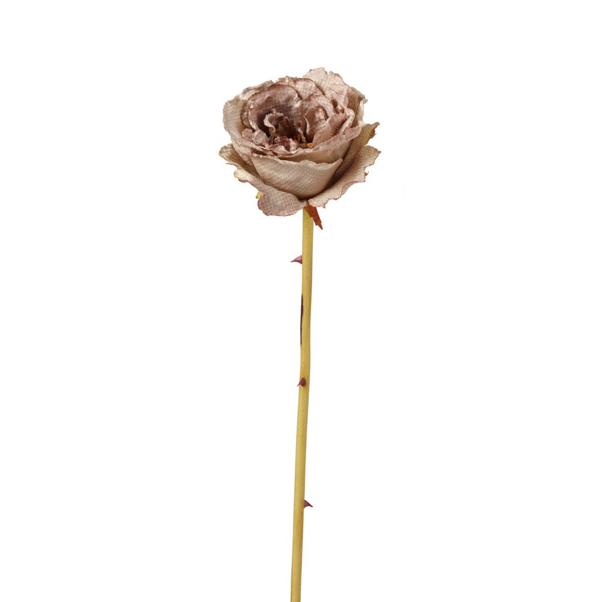Closed Rose Leslie Stem