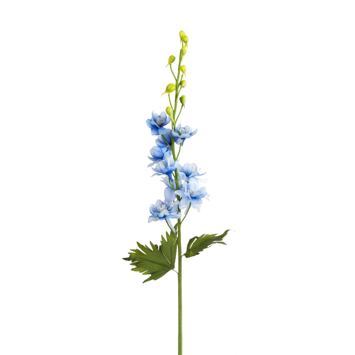 Tige de Delphinium en bourgeons