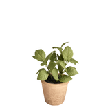 Basil in pot