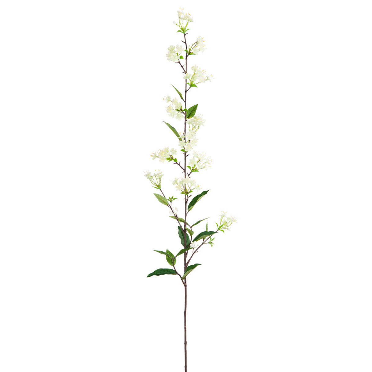 Tige de Spirea