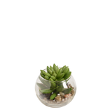 Succulent Echeveria in round terrarium