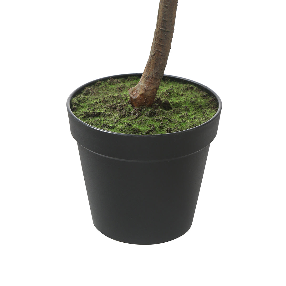 Ficus en pot 165cm