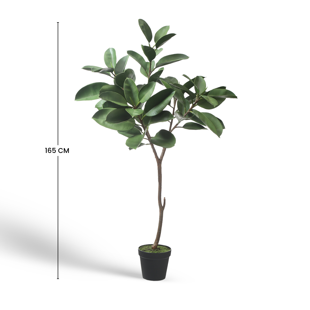 Ficus en maceta 165cm
