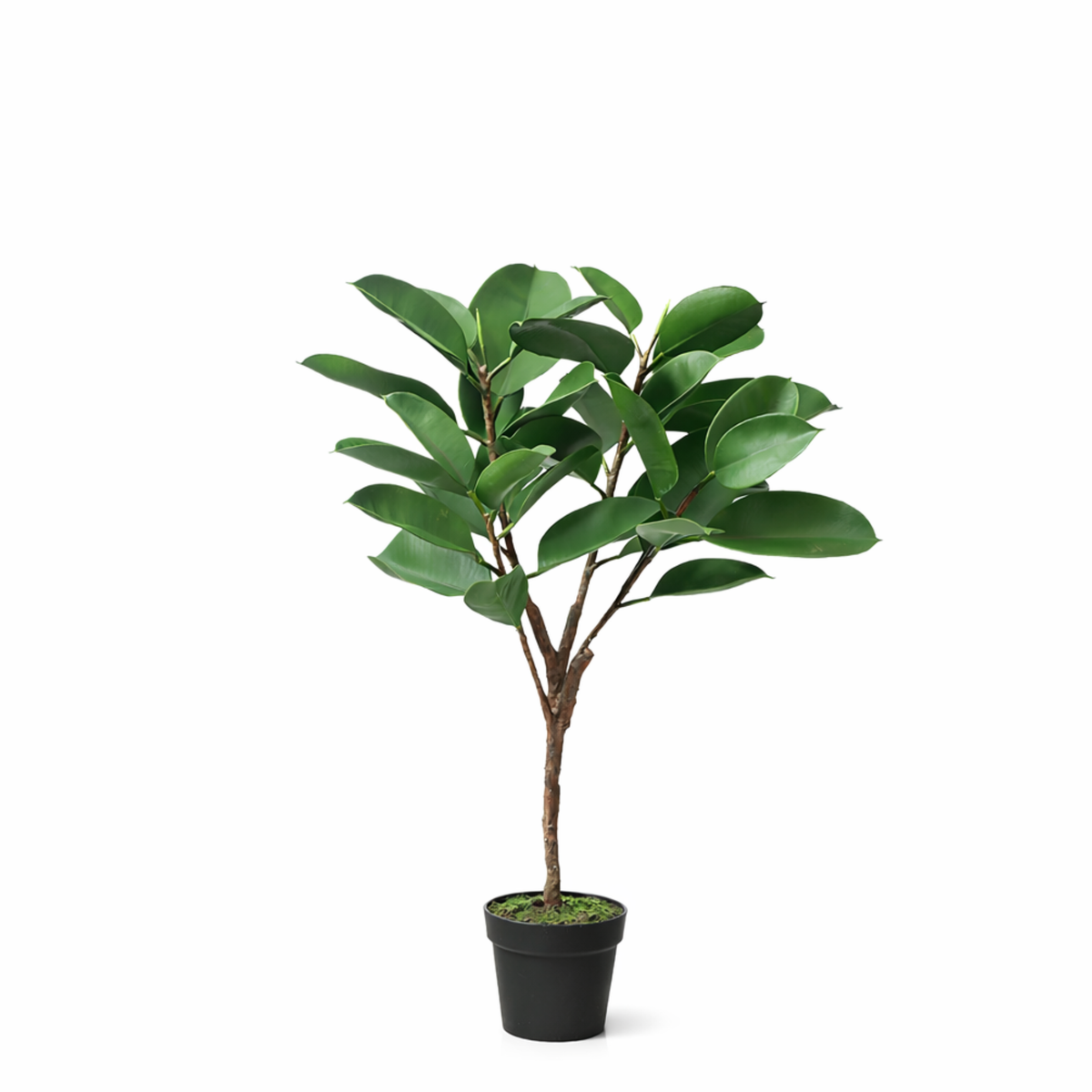 Ficus in pot 115cm