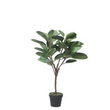 Ficus in pot 115cm