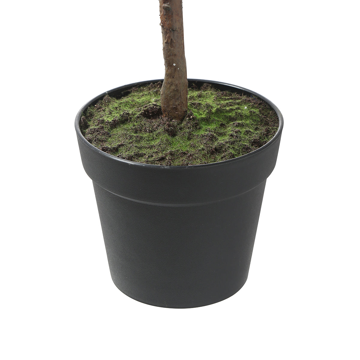 Ficus en pot 115cm