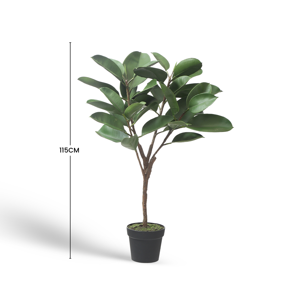 Ficus en pot 115cm