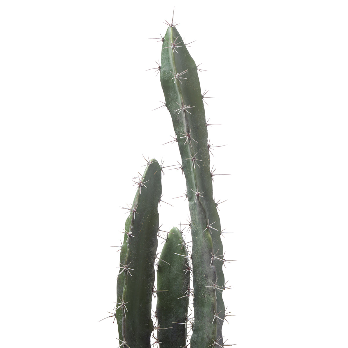 Cactus dans un pot en céramique 64cm