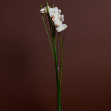 Artificial Orchid in Water Illusion