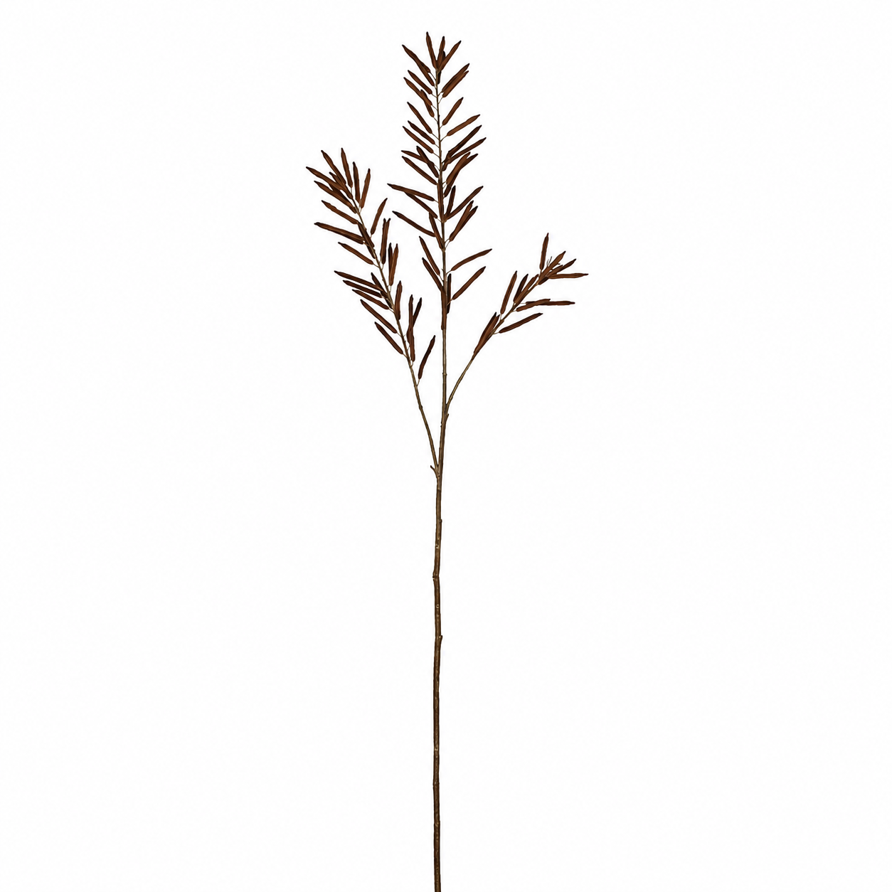 Bean Foliage