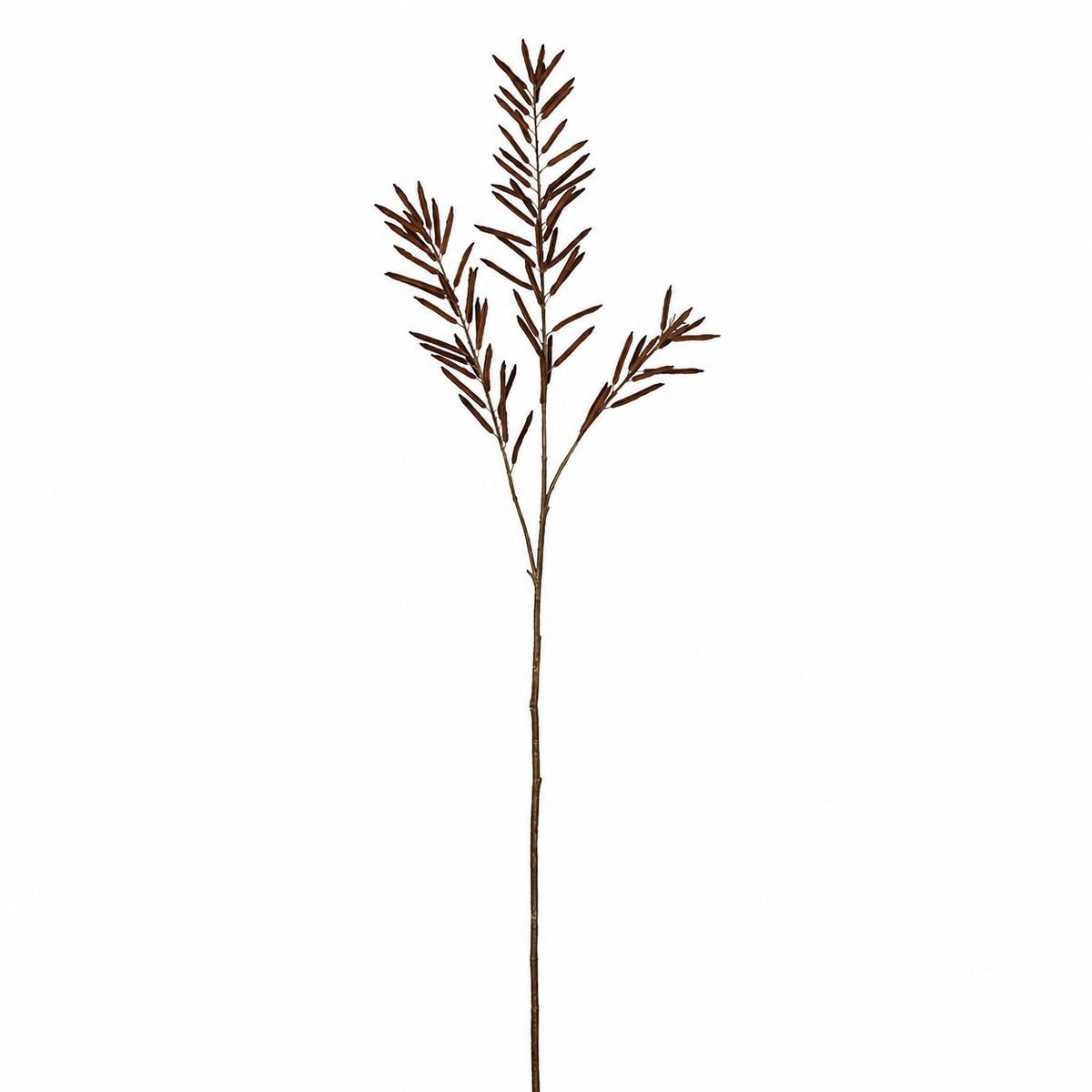 Bean Foliage