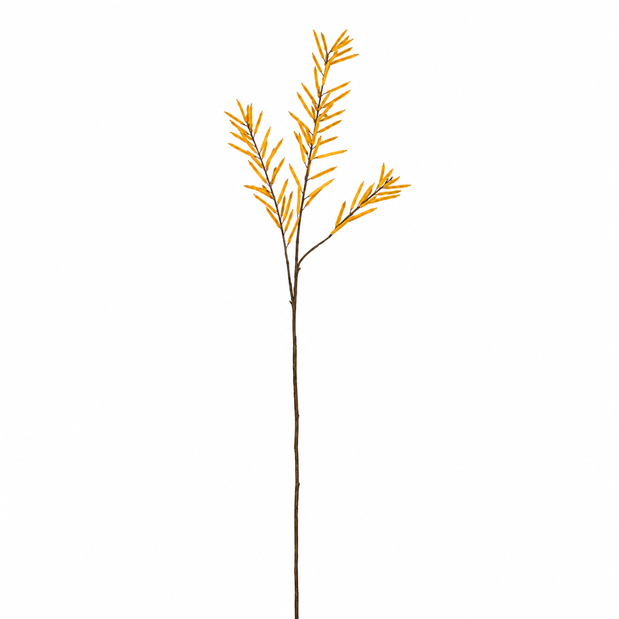 Bean Foliage