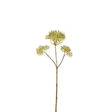 Skimmia Foliage Small Format